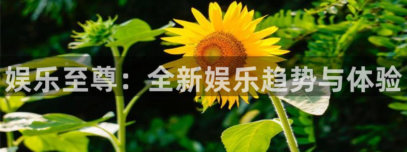7790必发集团：娱乐至尊：全新娱乐趋势与体验